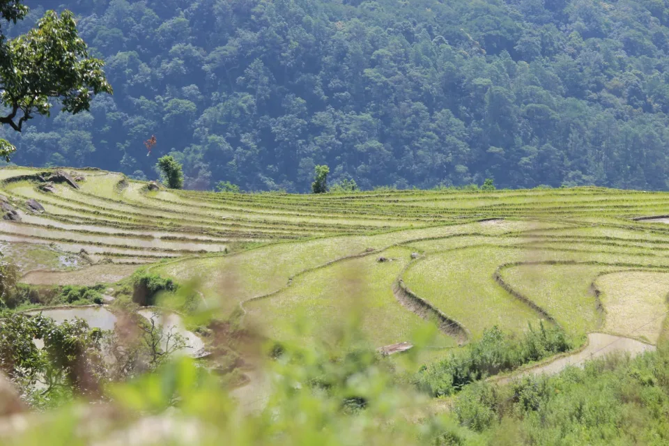 Ruộng lúa chín